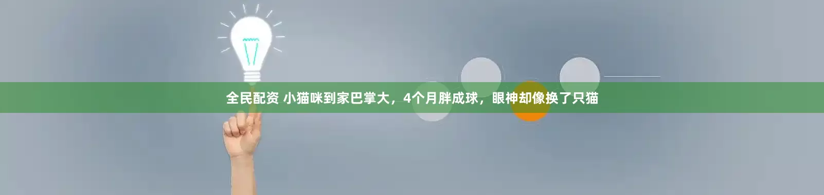 全民配资 小猫咪到家巴掌大，4个月胖成球，眼神却像换了只猫